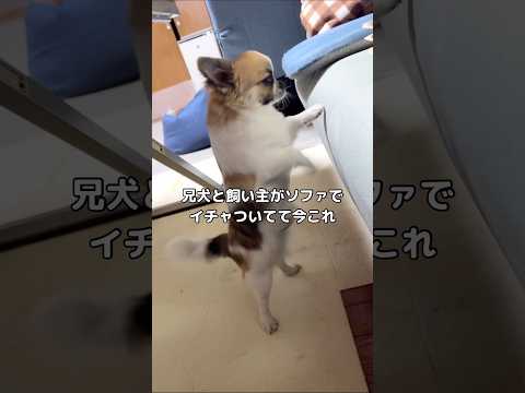 末っ子はこうして強くなっていくんだ⋯ 犬 嫉妬 shorts
