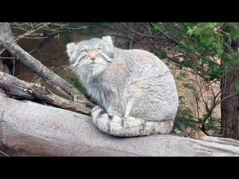 ナゴムくん 上を向くとポリーおばあちゃんソックリ😊　マヌルネコ　那須どうぶつ王国にて　2026年3月29日 サムネイル