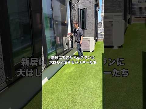 新居の完成と同時にできたお庭ランで大はしゃぎするイッヌ ハスキー 大型犬 シベリアンハスキー ドッグラン サムネイル