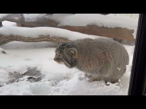 何か気になった❓ナゴムくん　マヌルネコ　那須どうぶつ王国　2026年1月12日 サムネイル