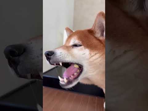 🍎食べたよ🐶 cutedog 柴犬 shibainu asmr 食いしん坊 foodfight doggie dog… サムネイル