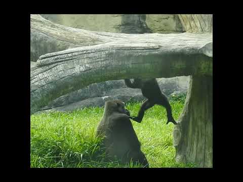 gorilla Tayari 10y6m old mom & son Jabali 10m old. shorts.… サムネイル