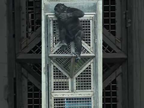 gorilla Ringo單手拍胸,追Jabali gorillatag taipeizoo 台北市立動物園 cute サムネイル