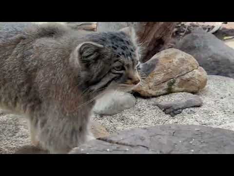 通過する時チラ見してくれるナゴムくん　マヌルネコ　那須どうぶつ王国にて　2026年3月29日 サムネイル