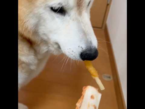 柴犬福 ガム両方貰おうとする柴犬、ショートver.🤣Shiba-choice🤣shorts 柴犬 shibainu j… サムネイル