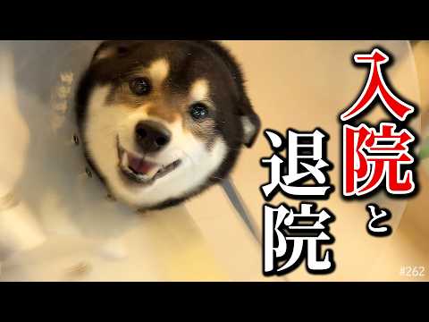 手術後、4日間の入院を頑張った柴犬 サムネイル
