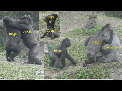 little gorilla Jabali Ringo追逐打鬧。打擾 dad D'jeeco/Ringo打擾aunt… サムネイル