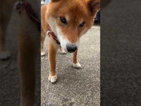 ’26.8.16 送り火が気になる力丸… 柴犬 柴犬のいる暮らし shibainu 柴犬の日常 車中泊犬 カメラ目線…