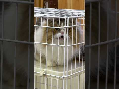 shorts ナツメくん もう直ぐステージだから出れませんヨ😅(たぶん) ワンニャンリビング　那須どうぶつ王国にて　2… サムネイル