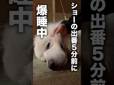 全然起きないグレートピレニーズ（笑） サムネイル