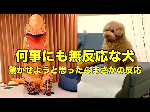 感情のない犬に飼い主が恐竜となり反応を見てみた結果。【トイプードル】 サムネイル