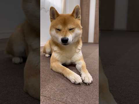 柴犬とん君は、実は、、、　柴犬  柴犬とん