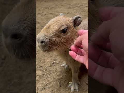 カピバラ母さんに怒られた！？capybara カピバラ 水豚 サムネイル