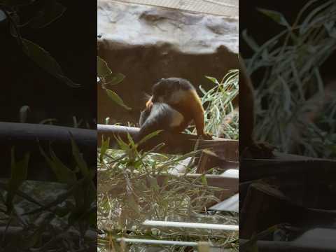 shorts ミケリスさんのカキカキ&セクシーグルーミング⁈   上野動物園にて　2026年2月6日