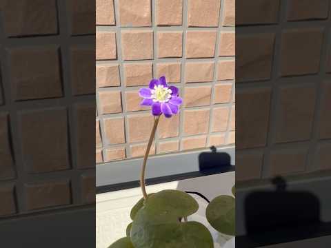 shorts 雪割草が綺麗です♪ 2026年2月3日