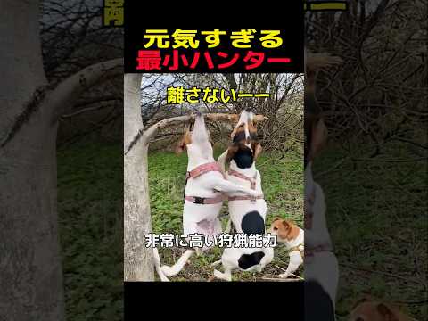 元気すぎる最小ハンター　ジャックラッセルテリア 笑える 癒し 犬のいる暮らし 犬のいる生活 犬好きさんと繋がりたい 元… サムネイル