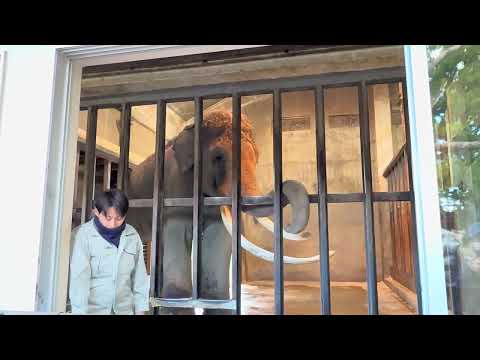 ゾウのマックくん　王子動物園　2025年12月27日 サムネイル