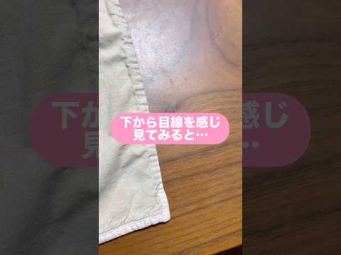 犬って、いつまにか近くにきて、じーって見てることあるよね😆　柴犬　柴犬とん サムネイル