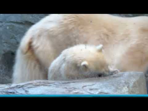 ペロペロ〜なモモ太くん　  ホッキョクグマの親子　秋田県男鹿水族館GAOにて2026年4月30日 サムネイル