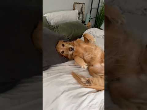 coming home to my golden retriever🥵 goldenretreiver dog ind… サムネイル