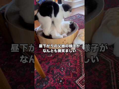 娘が寢ている爪とぎボウルで一緒に寢たかったのかと思いきや娘の気持ちよさそうに眠る顔を見て思わず父性が飛び出してしまった… サムネイル