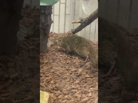 shorts  コモンツパイさんが活発に動いてました〜　上野動物園にて　2026年2月6日 サムネイル