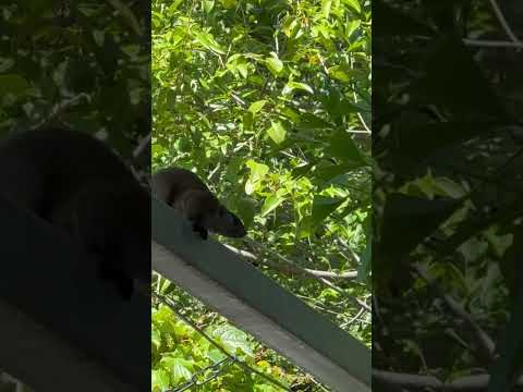 shorts 野生のタイワンリス　野毛山動物園にて　2025年12月6日 サムネイル