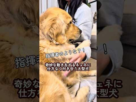 愛犬に気を遣わせる姉 ゴールデンレトリバー 大型犬のいる生活 goldenretreiver 大型犬と子供 大型犬のい… サムネイル