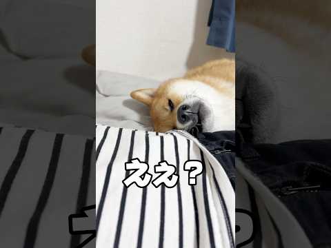 クセ強い寝方の柴犬w 柴犬 shorts サムネイル