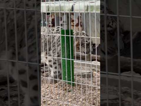 shorts ユキチくん？　ユキヒョウ　東山動植物園にて　2026年3月13日 サムネイル