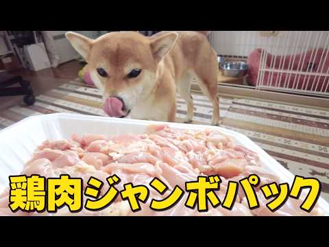 【柴犬小夏】鶏肉ジャンボパック転がっとったよってに　ASMR サムネイル