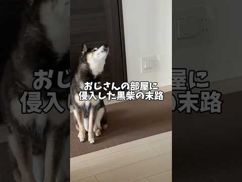 おじさんの部屋に侵入した🐕黒柴を待っていた結末… サムネイル
