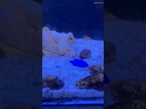 shorts ルリスズメダイ　青い世界展　山梨県立富士湧水の里水族館にて　2026年2月21日 サムネイル