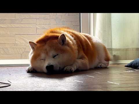 疲れてひるねする時は、３日置いたいなり寿司みたいになってしまう柴犬