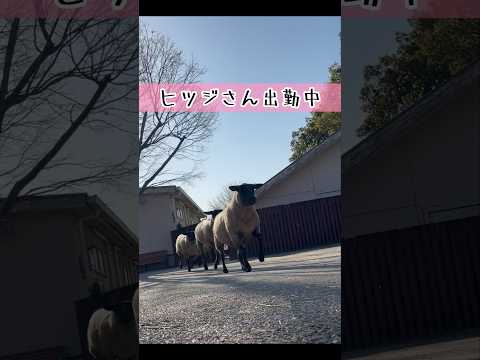 ヒツジさん出勤中 東武動物公園 かわいい 動物 動物園 動物 ヒツジ 出勤中 サムネイル