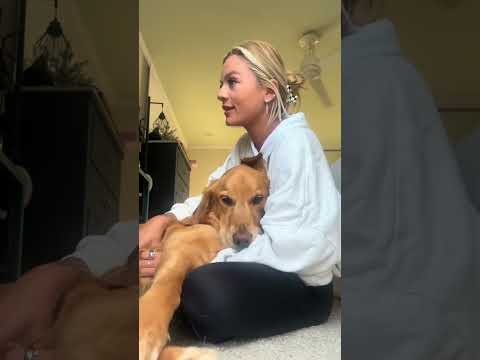 coming home to my golden retriever🥵 goldenretreiver dog ind…