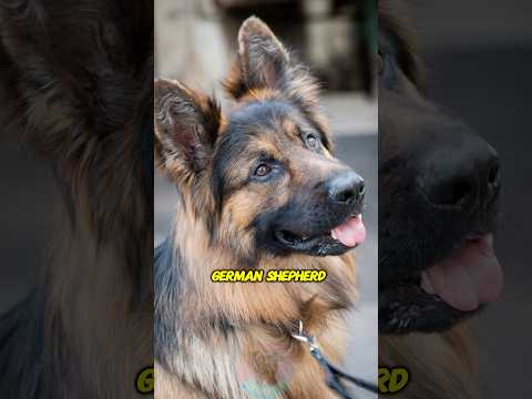 How Breeding Changed the German Shepherd Forever shorts dog… サムネイル