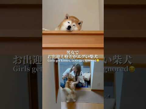 柴犬福 男女でお出迎え格差がエグい柴犬🤣Welcome Shiba🤣姉と柴 兄と柴 shorts 柴犬 shibain… サムネイル