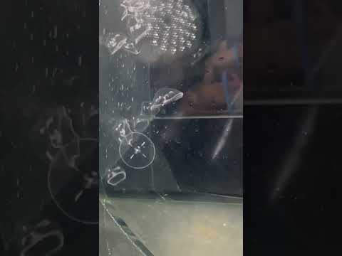 shorts チビチビなカミクロメクラゲ　秋田県男鹿水族館GAOにて2026年4月30日