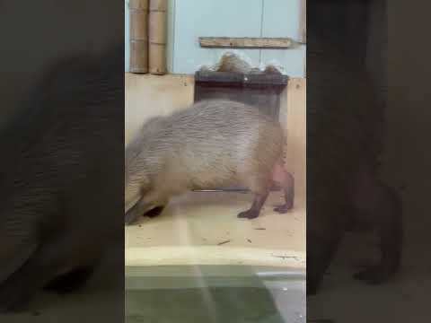 shorts きょうだいが外に出るいる間に ☺️ カピバラの ほわいとちゃん　大森山動物園にて　2026年4月29日 サムネイル