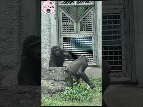 Ringo卡位不讓Jabali靠近🤣 gorilla 金剛猩猩 gorillatag taipeizoo 台北市立動物… サムネイル