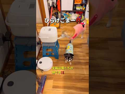お宝を連携プレーでゲットだぜ🐶✨柴犬 チワワ shorts サムネイル