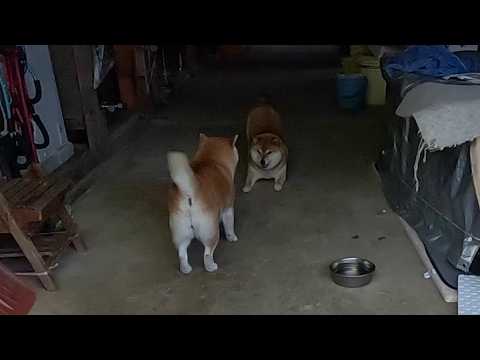 大きくなってもママにジャれつく友達親子 サムネイル