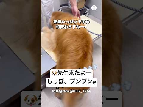 病院が大好きなゴールデンレトリバー　ゴールデンレトリバー 大型犬　動物病院 犬のいる暮らし かわいい犬 サムネイル