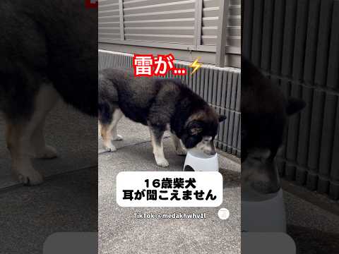 雷鳴ってるよ…散歩に行きたい16歳柴犬　　柴犬　黒柴　老犬　いぬ　犬 サムネイル