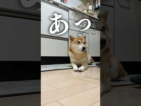 キッチンの覇権を争う柴犬こむぎ サムネイル