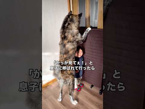 秋田犬の下に潜り込むことに成功したことがなぜか嬉しすぎた保育園児 秋田犬 大型犬 日本犬 shorts サムネイル