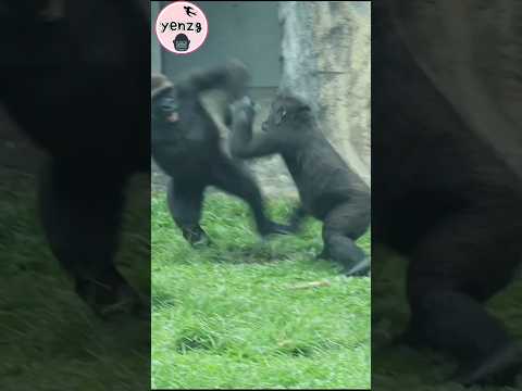 Jabali找Ringo玩🤣 gorilla taipeizoo 金剛猩猩 台北市立動物園 funnyanimals… サムネイル