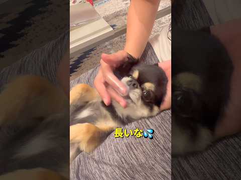 歯磨き🐶🐶💦柴犬 チワワ shorts サムネイル