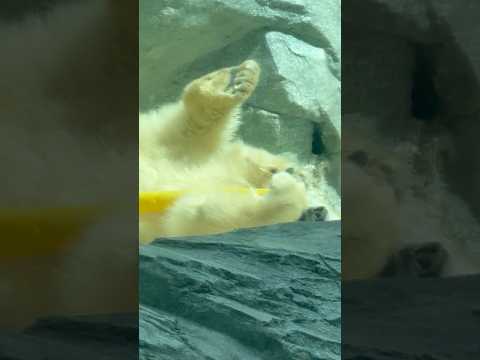 shorts モモ太くん 細い黄色いパイプをガジガジ☺️   ホッキョクグマの仔　男鹿水族館GAOにて　2026年5月… サムネイル